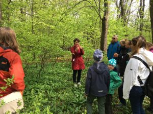Das erste Grün im Wald