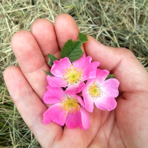 Wildrosenblüten