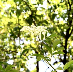 Hulunderblüte