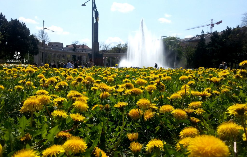 Löwenzahn vor dem Hochstrahlbrunnen