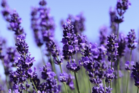 Lavendel Blüten