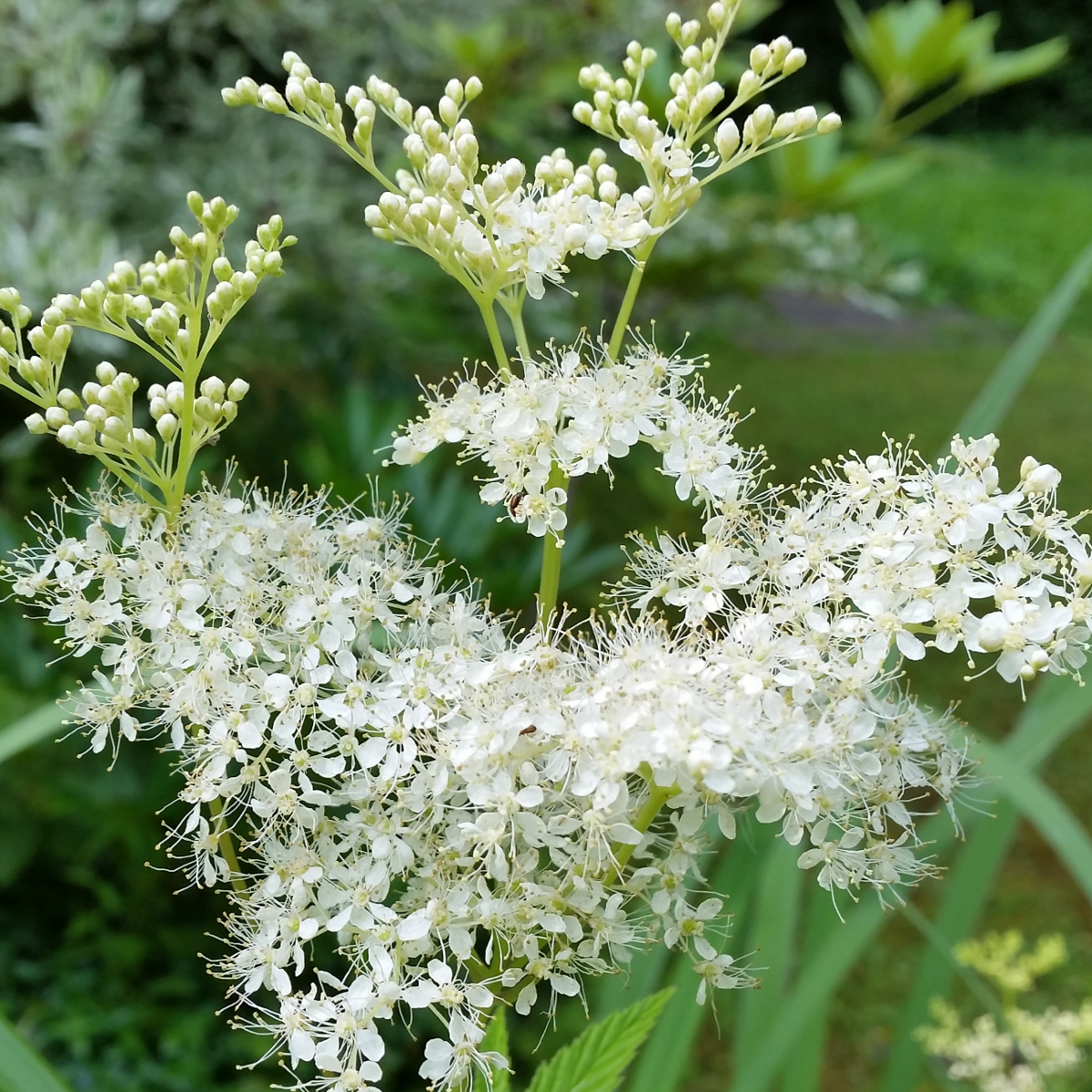 Mädesüß Blüten - natürliches Aspirin