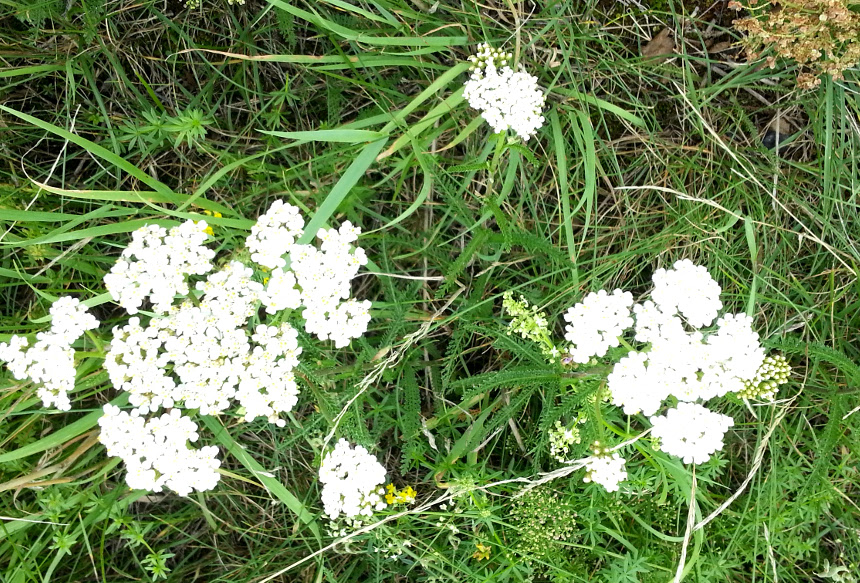 Schafgarbe Blüten