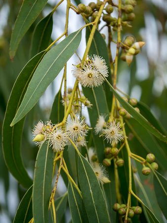 Eukalyptus Blüte