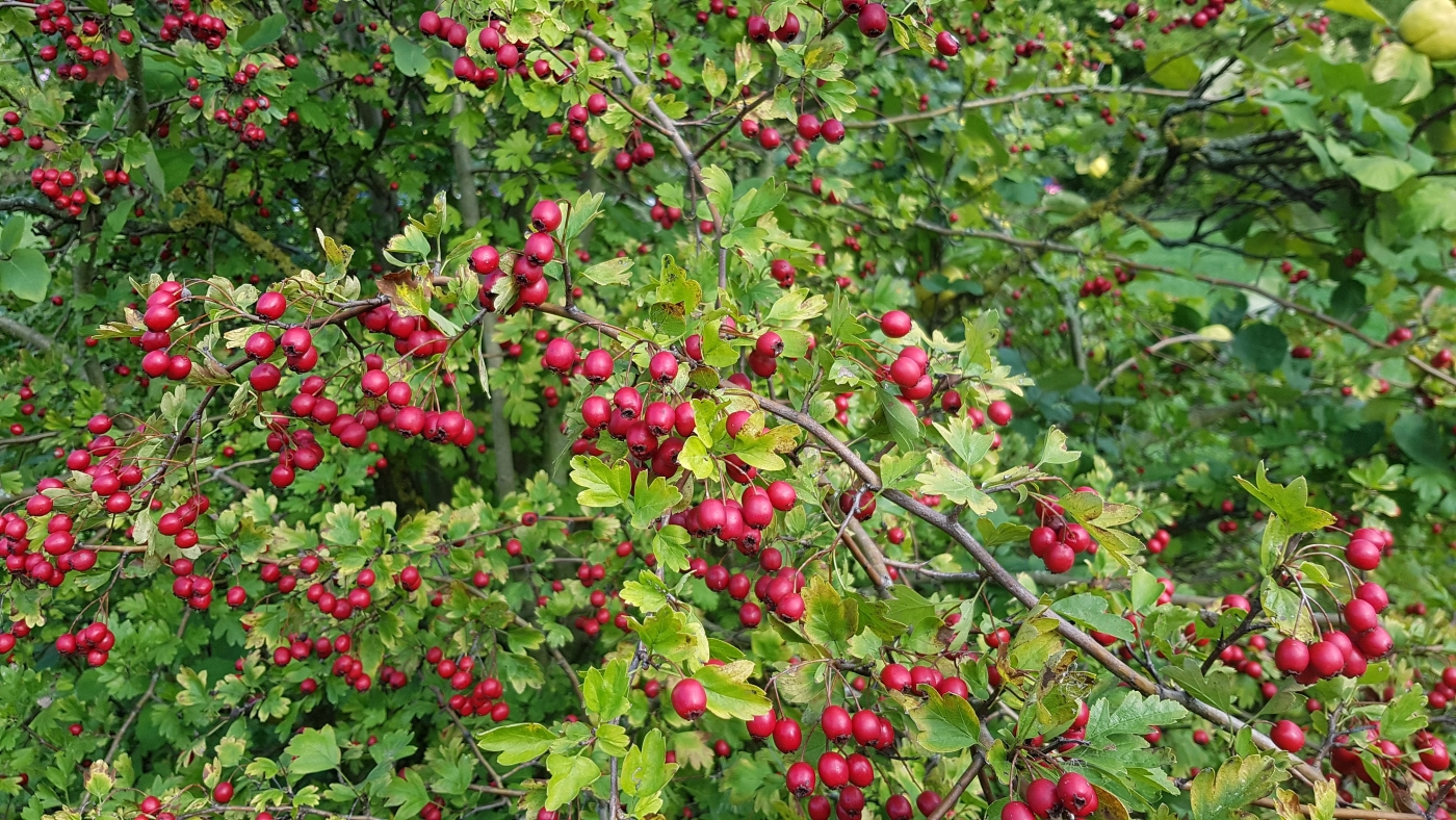 Weißdorn Beeren Sammeln Rezepte Herzwein Fruchtmus