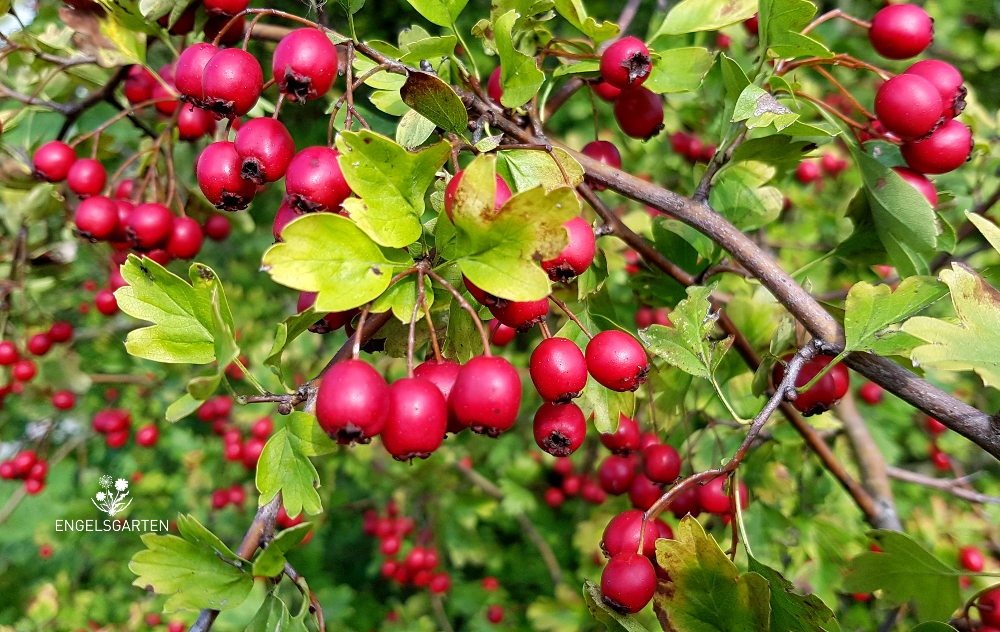 Weißdorn Beeren