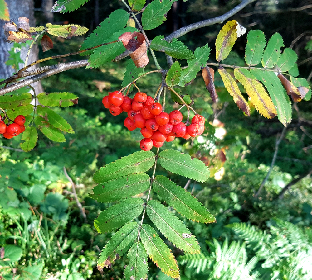 Vogelbeeren Wildfrüchte