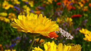 Ringelblume