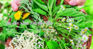 Kochen mit Wildkräutern