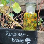 Natürliches Antibiotikum aus Kapuzinerkresse