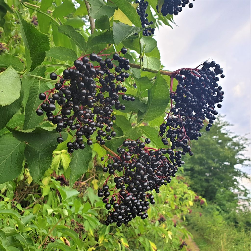 Holunderbeeren Rezepte - Engelsgarten
