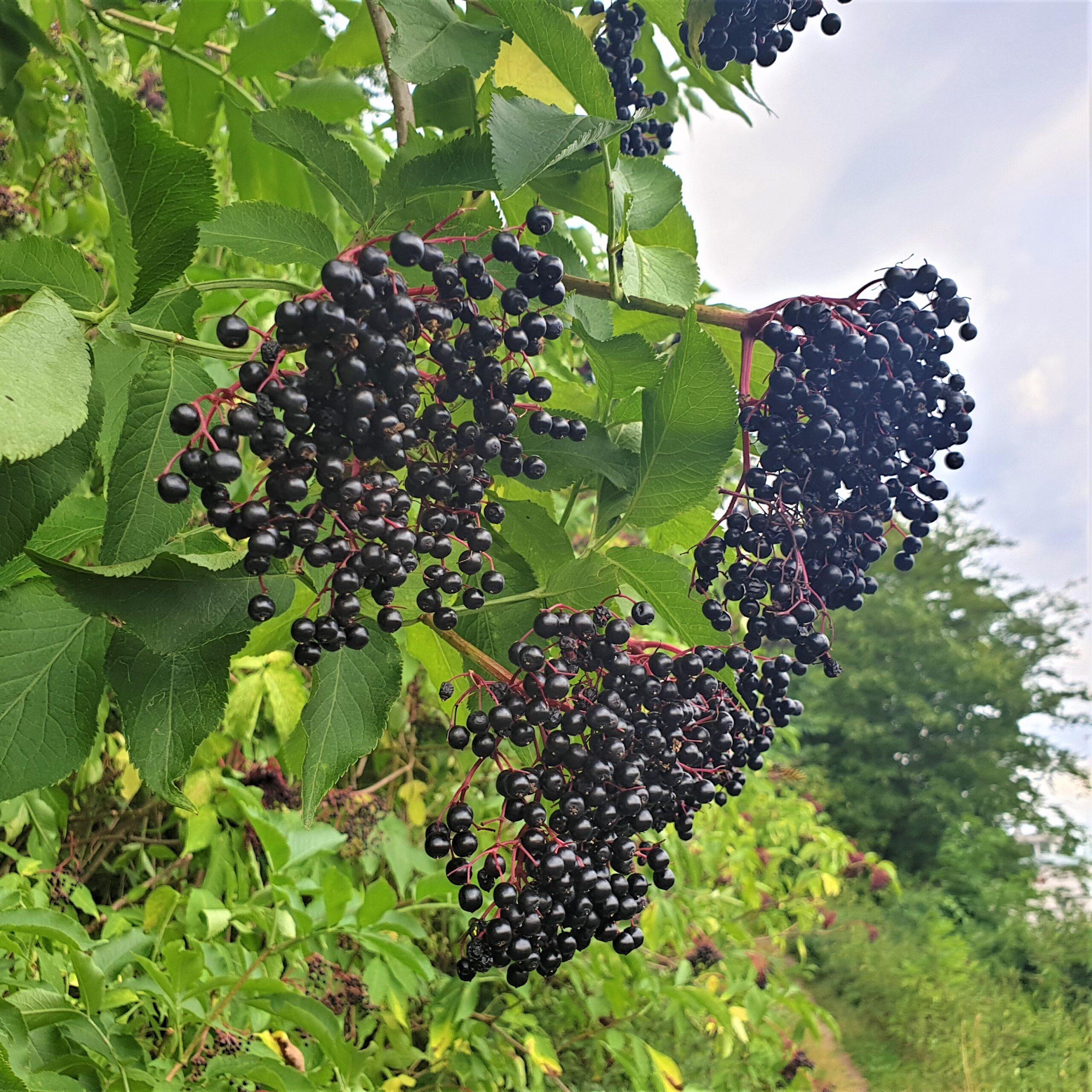 Holunderbeeren Rezepte