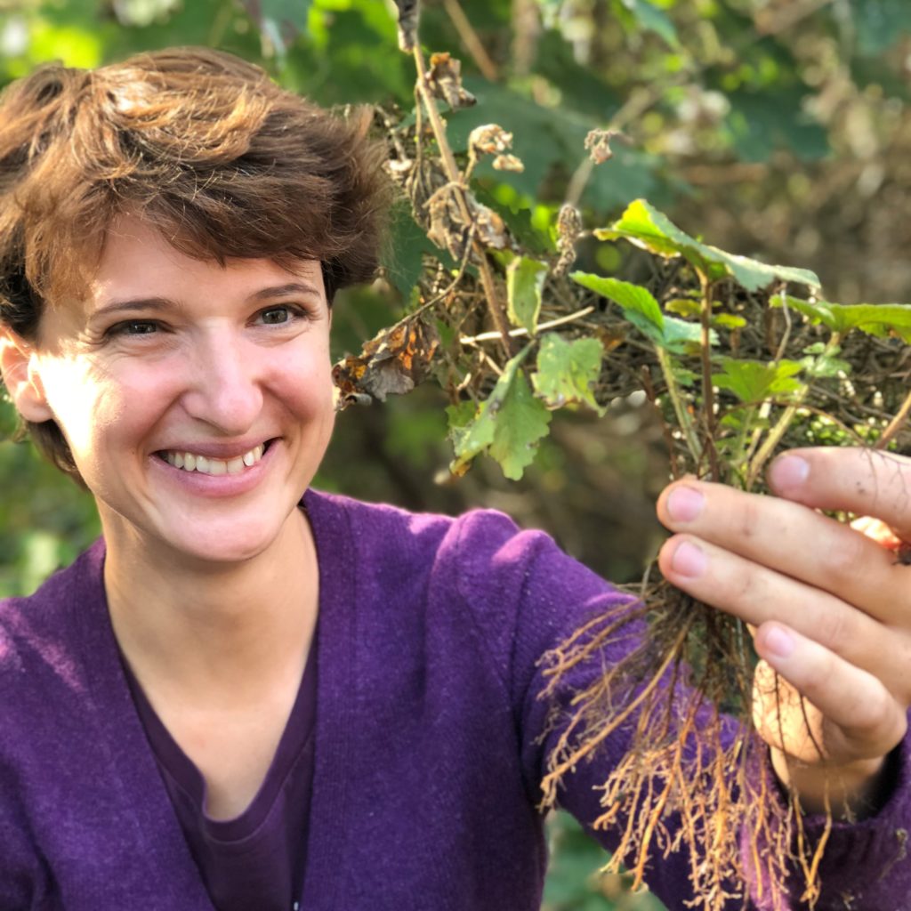 Kräuterwanderungen Wien