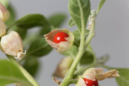 Ashwagandha Frucht