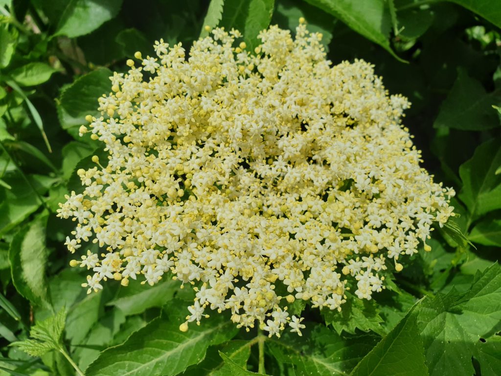 Hollerblüten Rezepte - Engelsgarten Holunder Holler