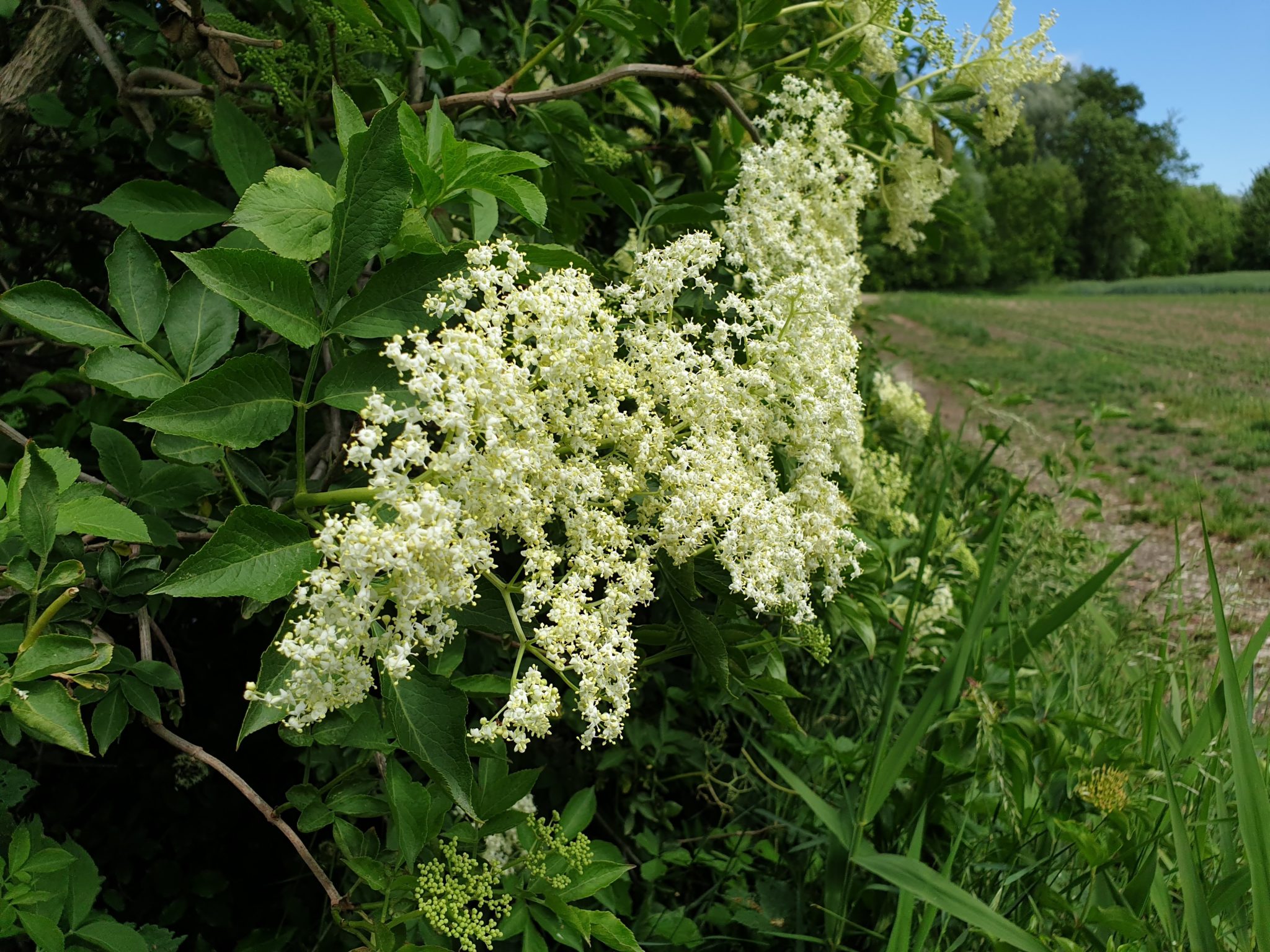 Hollerblüten Rezepte - Engelsgarten Holunder Holler