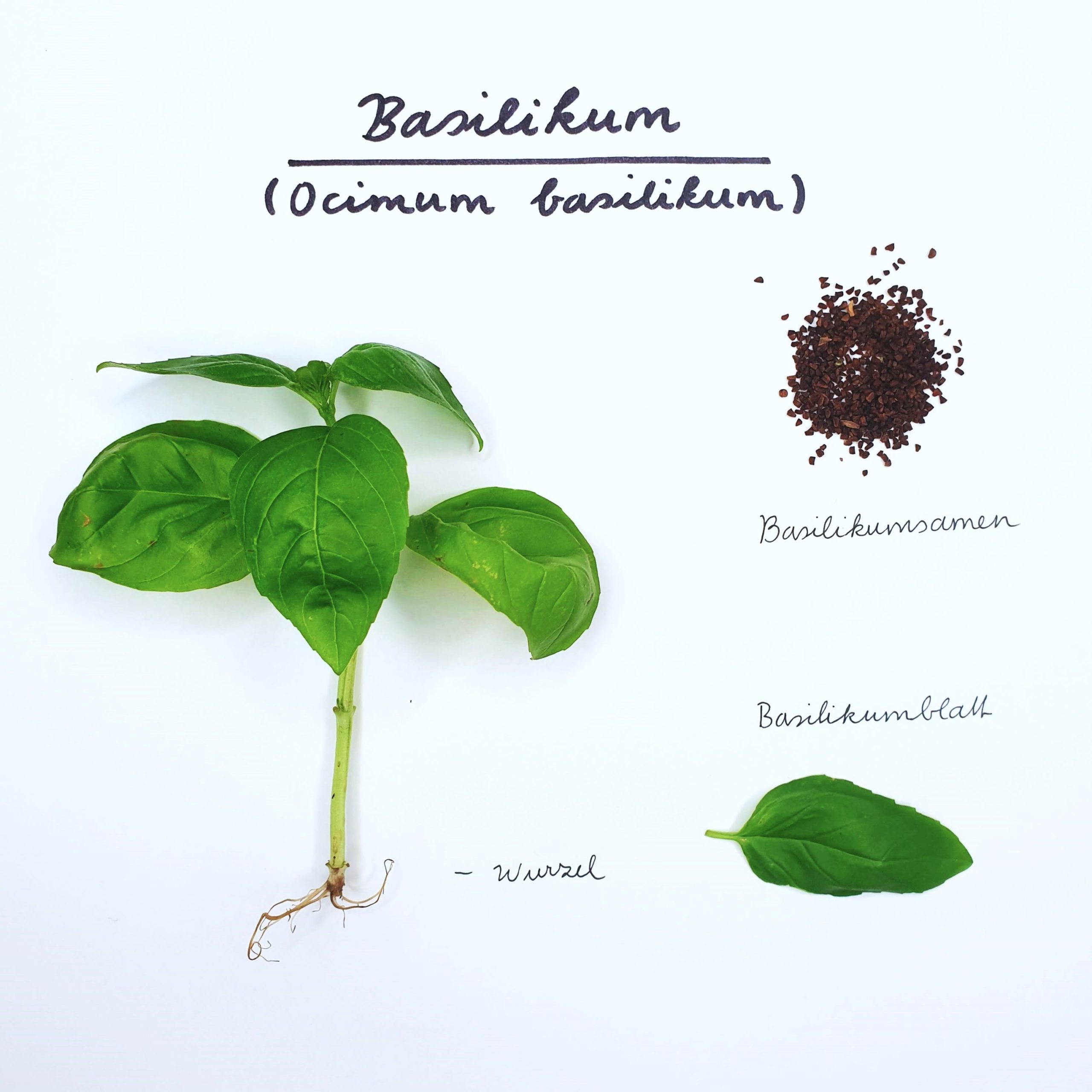 Basilikum als Heilpflanze