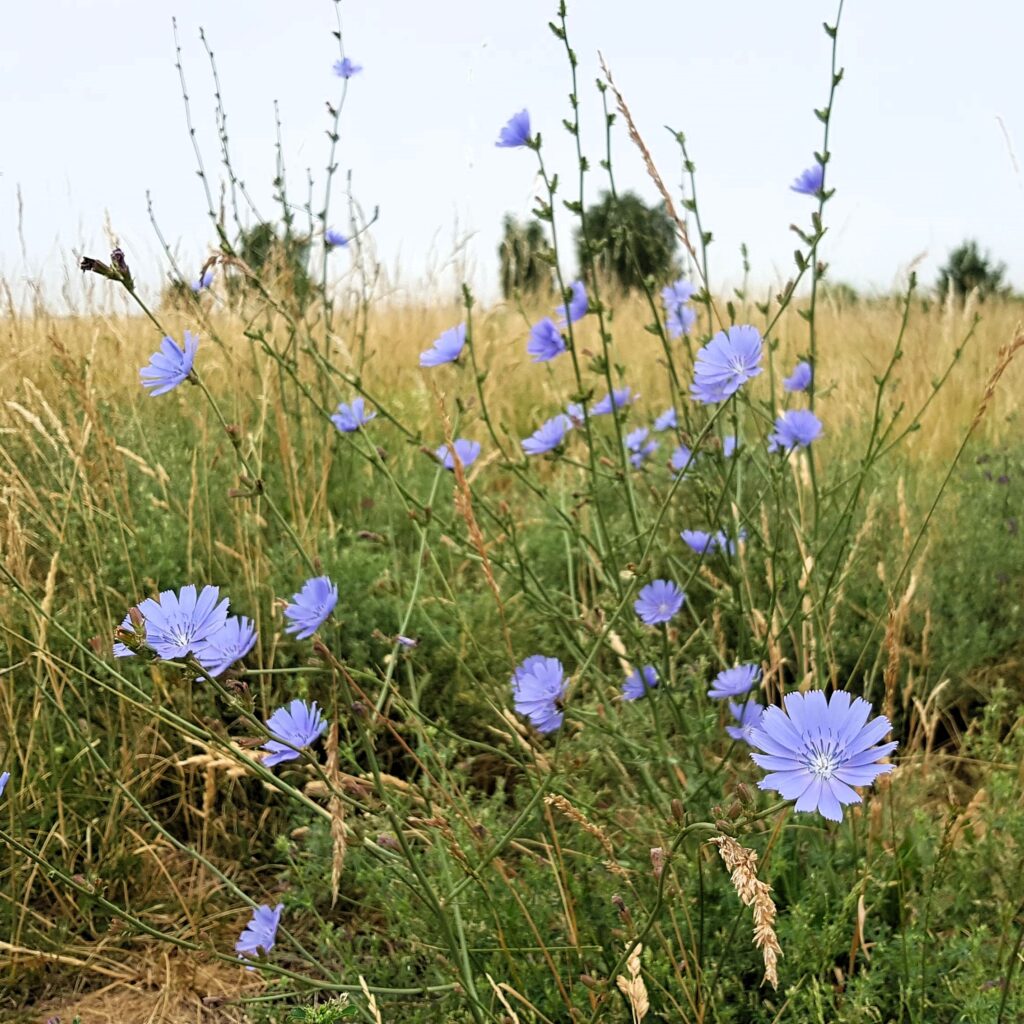 Wegwarte 
